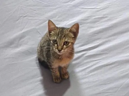 Gato raça SRD-ViraLata idade 2 a 6 meses nome filó 