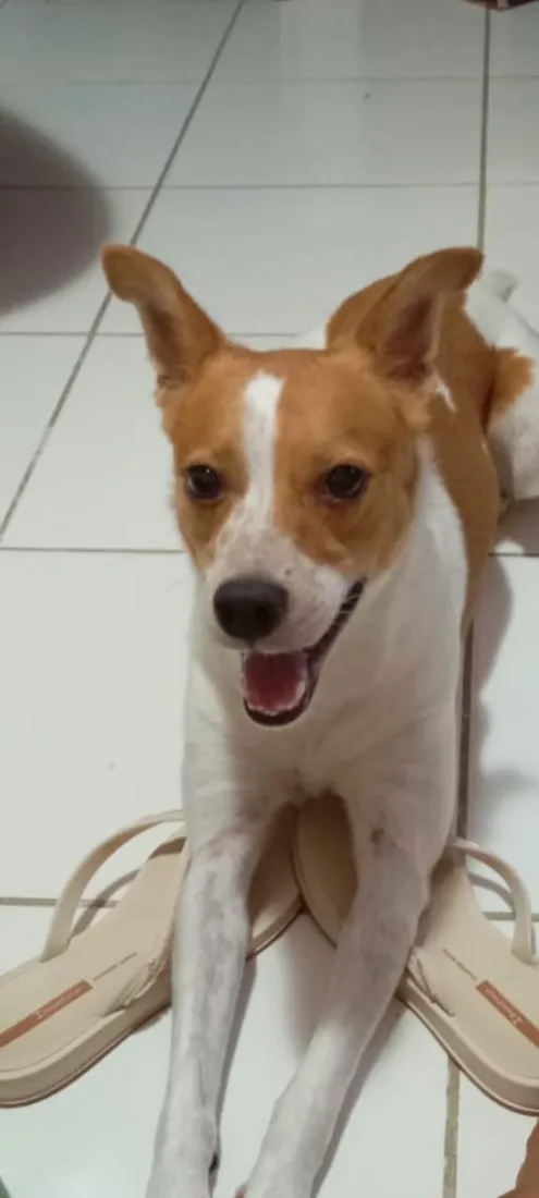 Cachorro raça SRD-ViraLata idade 3 anos nome Spike