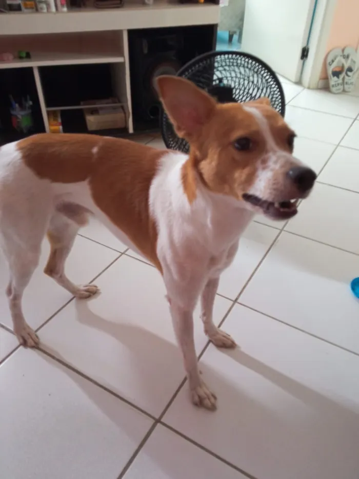 Cachorro raça SRD-ViraLata idade 3 anos nome Spike