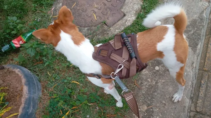 Cachorro raça SRD-ViraLata idade 3 anos nome Spike