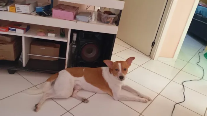 Cachorro raça SRD-ViraLata idade 3 anos nome Spike