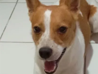 Cachorro raça SRD-ViraLata idade 3 anos nome Spike