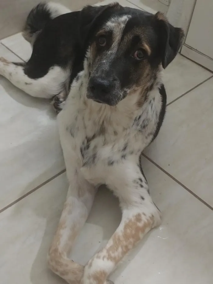 Cachorro raça SRD-ViraLata idade 1 ano nome Miguel