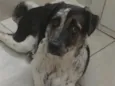 Miguel