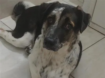 Cachorro raça SRD-ViraLata idade 1 ano nome Miguel