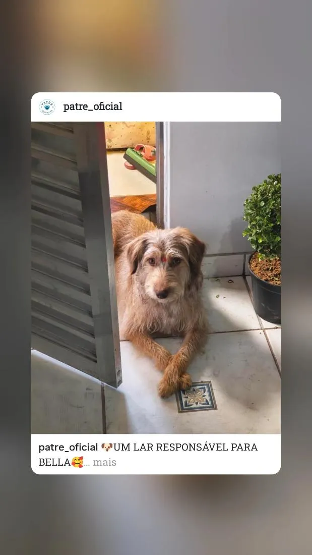 Cachorro raça SRD-ViraLata idade 2 anos nome Bella