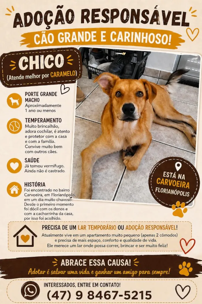 Cachorro raça SRD-ViraLata idade 1 ano nome Caramelo