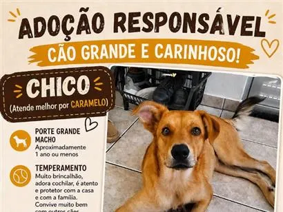 Cachorro raça SRD-ViraLata idade 1 ano nome Caramelo