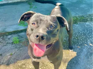 Cachorro raça Pit-Bull idade 4 anos nome Negão (apelido)