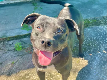 Cachorro raça Pit-Bull idade 4 anos nome Negão (apelido)
