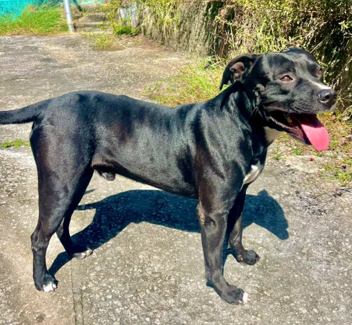 Cachorro raça Pit-Bull idade 4 anos nome Negão (apelido)