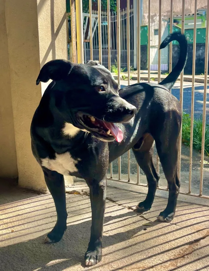 Cachorro raça Pit-Bull idade 4 anos nome Negão (apelido)