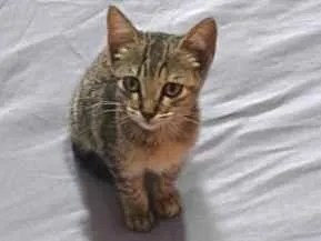 Gato raça SRD-ViraLata idade 2 a 6 meses nome filó 