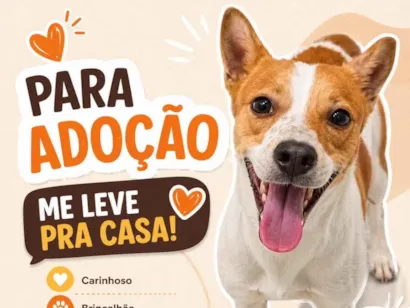 Cachorro raça SRD-ViraLata idade 3 anos nome Spike