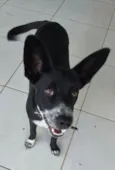 Pretinha