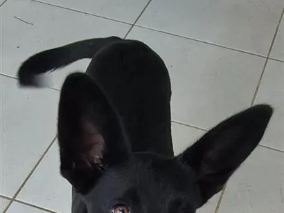 Cachorro raça SRD-ViraLata idade 2 a 6 meses nome Pretinha