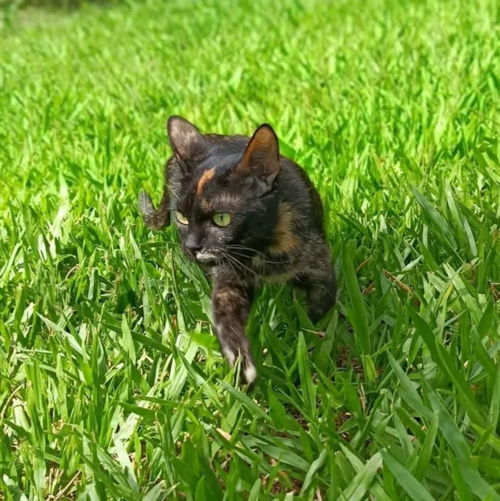 Gato raça SRD-ViraLata idade 3 anos nome Pandora 