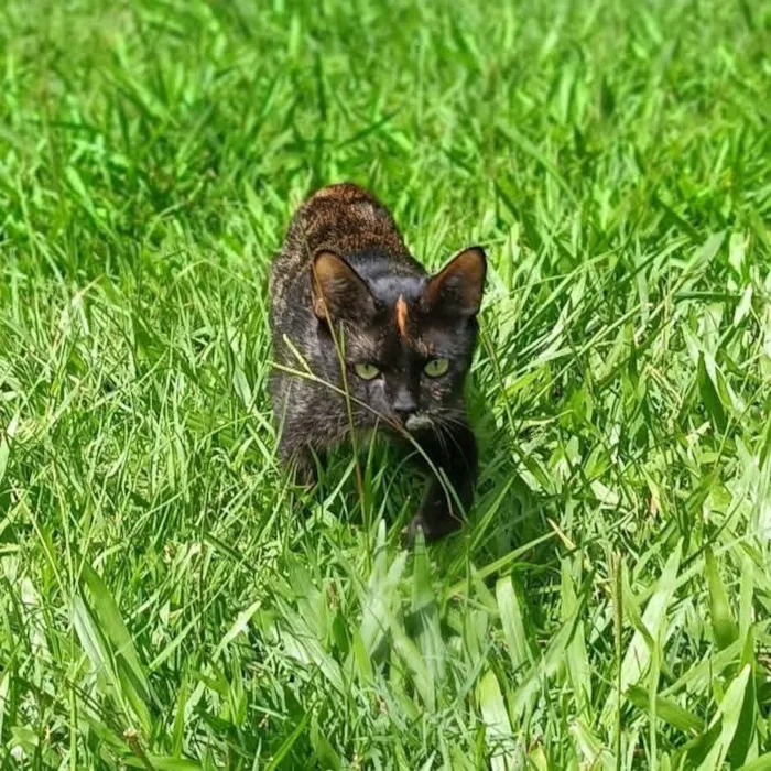 Gato raça SRD-ViraLata idade 3 anos nome Pandora 