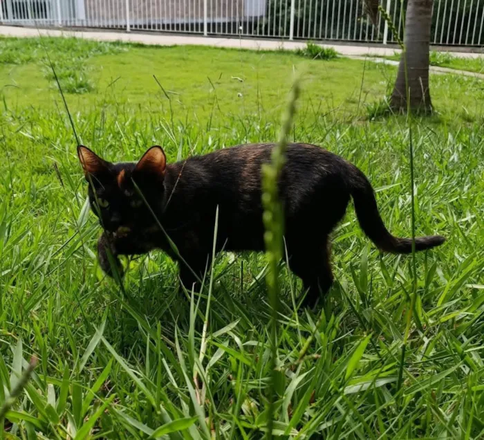 Gato raça SRD-ViraLata idade 3 anos nome Pandora 