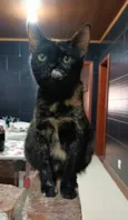 Pandora 
