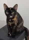 Pandora 