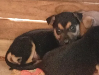Cachorro raça SRD-ViraLata idade 2 a 6 meses nome dog