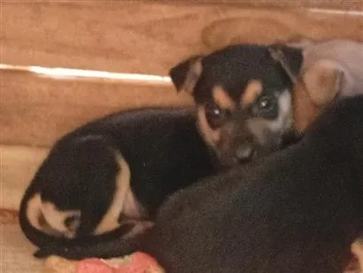 Cachorro raça SRD-ViraLata idade 2 a 6 meses nome dog