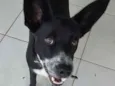 Pretinha