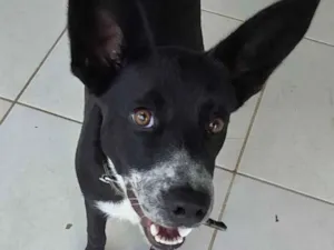 Cachorro raça SRD-ViraLata idade 2 a 6 meses nome Pretinha