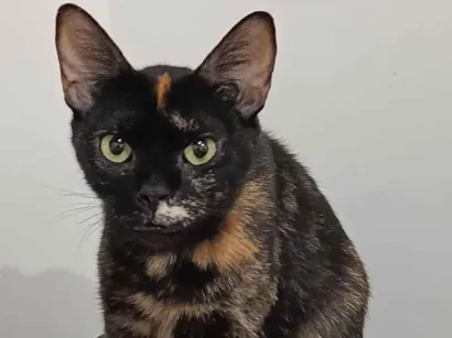 Gato raça SRD-ViraLata idade 3 anos nome Pandora 