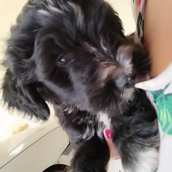 Cachorro raça SRD-ViraLata idade 2 a 6 meses nome doação urgente 