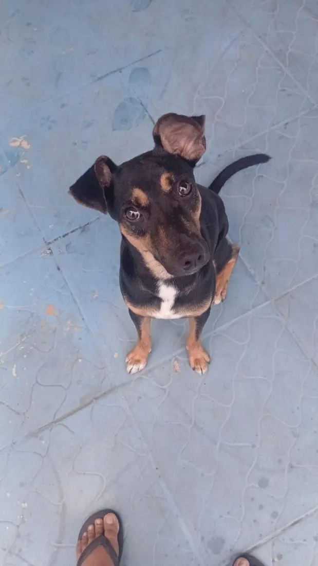 Cachorro raça SRD-ViraLata idade 7 a 11 meses nome forte