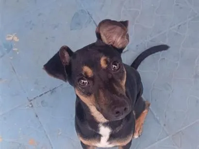 Cachorro raça SRD-ViraLata idade 7 a 11 meses nome forte
