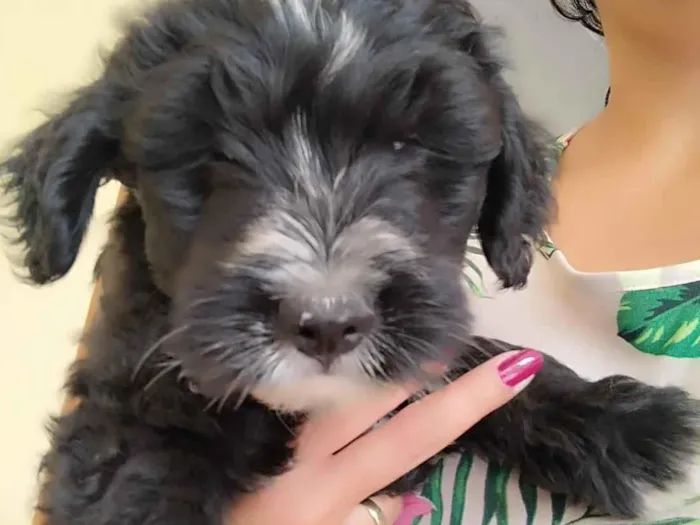 Cachorro raça SRD-ViraLata idade 2 a 6 meses nome doação urgente 