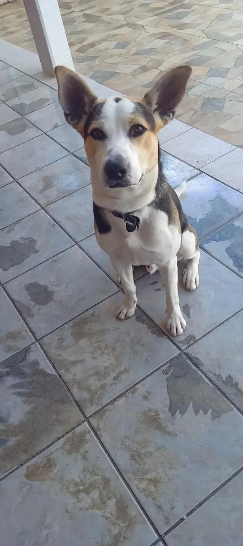 Cachorro raça SRD-ViraLata idade 7 a 11 meses nome Ben