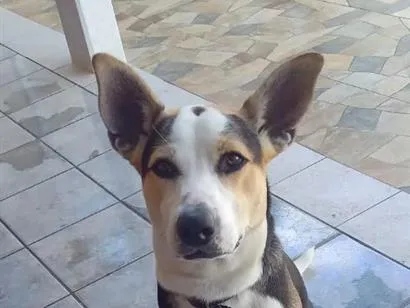 Cachorro raça SRD-ViraLata idade 7 a 11 meses nome Ben