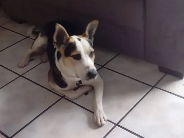 Cachorro raça SRD-ViraLata idade 7 a 11 meses nome Ben