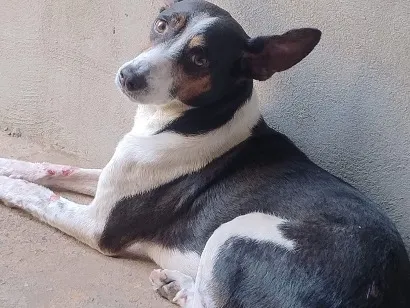 Cachorro raça SRD-ViraLata idade 6 ou mais anos nome Teo