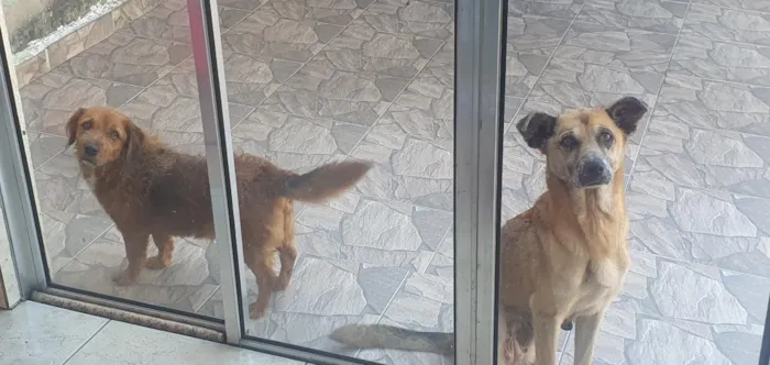 Cachorro raça SRD-ViraLata idade 6 ou mais anos nome Toddy