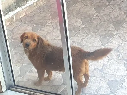 Cachorro raça SRD-ViraLata idade 6 ou mais anos nome Toddy