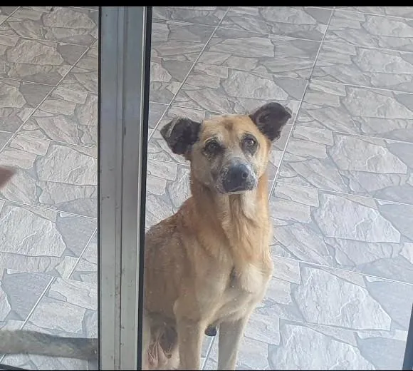Cachorro raça SRD-ViraLata idade 6 ou mais anos nome Princesa