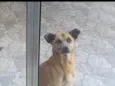 Princesa