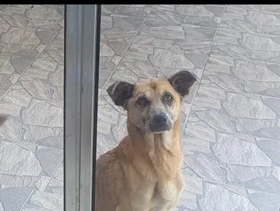 Cachorro raça SRD-ViraLata idade 6 ou mais anos nome Princesa