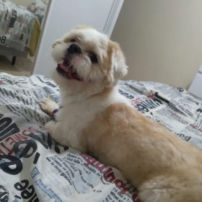 Cachorro raça Shitzu idade 2 anos nome Theo