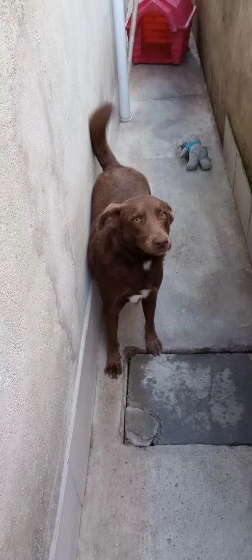 Cachorro raça SRD-ViraLata idade 1 ano nome Brownie