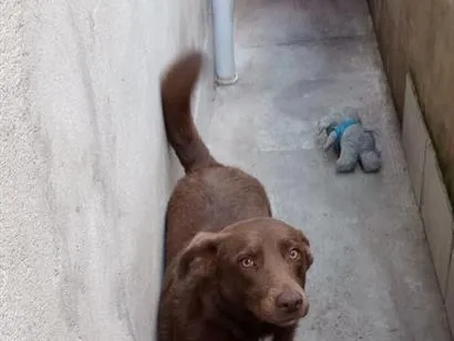 Cachorro raça SRD-ViraLata idade 1 ano nome Brownie