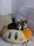 Papu e Lince