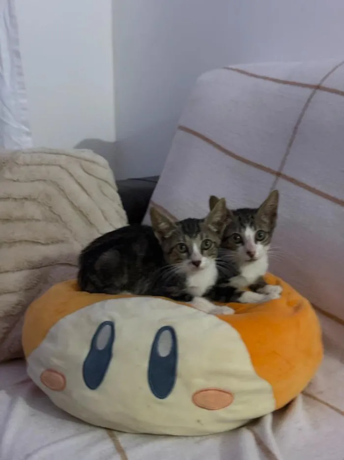 Gato raça SRD-ViraLata idade 2 a 6 meses nome Papu e Lince