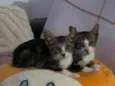 Papu e Lince