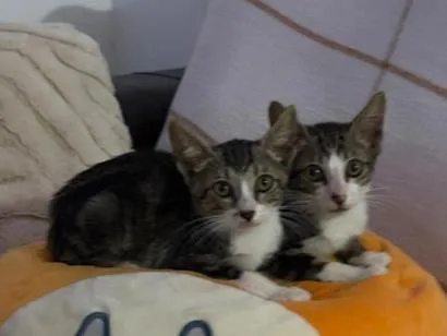 Gato raça SRD-ViraLata idade 2 a 6 meses nome Papu e Lince